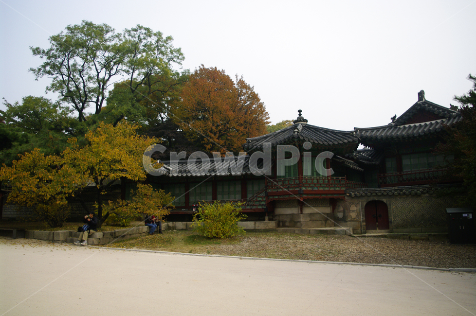 창덕궁,고궁,건축,전통건축,traditional,전통,기와지붕,가을,fall,나무,식물,plant,단풍,잎,가을,계절,fall,autumn,season,한국전통,한국문화,korean traditional,korean culture,랜드마크,landmark,tourist attraction,한국랜드마크,한국관광지,한국명소,korea landmark,korea tourist attraction,건축물,건물외관,exterior,building,structure,architecture,construction,worship,예배,건물,shrine,신사,pagoda,탑,temple,신전