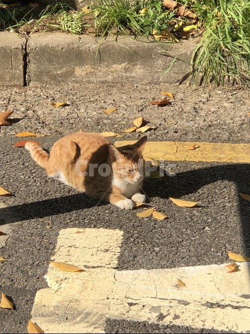 야생고양이,고양이,코숏,길고양이,cat,koreancat,yellowcat,browncat,wildcat,가을,분위기,kitty,kitten,동물,animal,길냥이,냥이,mammal,animals,집사,반려동물,애완동물,streetcat,동물,animal,포유류,mammal,고양이,cat,kitten,kitty