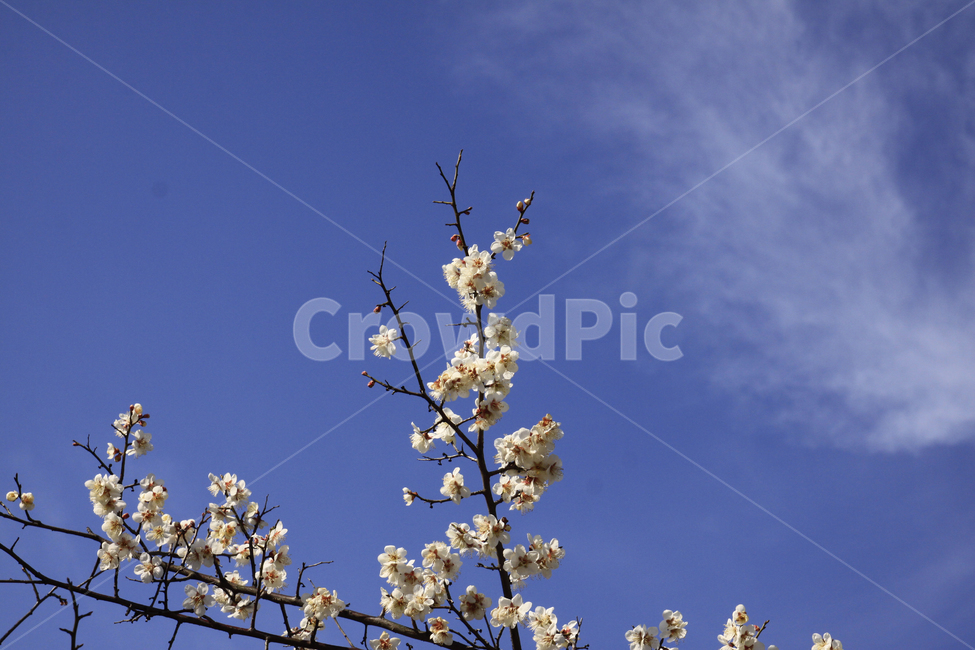 봄,자연,매화,풍경,꽃,매화꽃,매화마을,spring,flower,nature,season,나무,식물,봄꽃,계절,봄,계절,spring,season,식물,자연,plants,nature,꽃,flower,plant