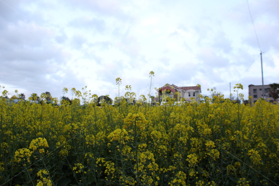 유채꽃,유채,봄,제주도,제주,rapeflower,rapeseed,flower,yellow,Jeju,Jejuisland,Korea,봄,계절,spring,season,식물,자연,plants,nature,꽃,flower,grassland,목초지,field,들,outdoors,옥외