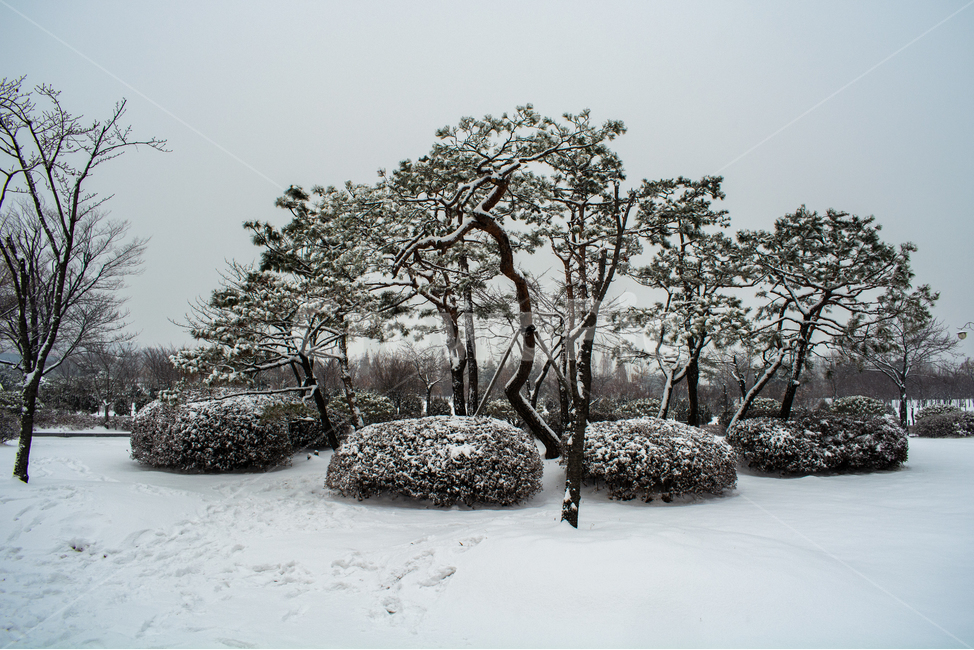 눈발,흰눈,백설,겨울풍경,눈길,겨울,계절,winter,season,자연,풍경,nature,landscape,outdoors,옥외,storm,폭풍,blizzard,눈보라,snow,눈