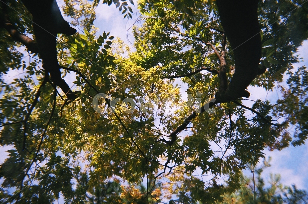 필름,나무,하늘,숲,여름,식물,자연,plants,nature,나무,trees,wood