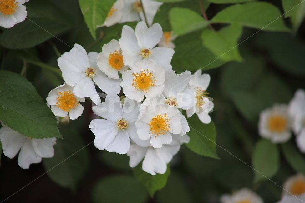 찔레,꽃,봄,multiflorarose,brierrose