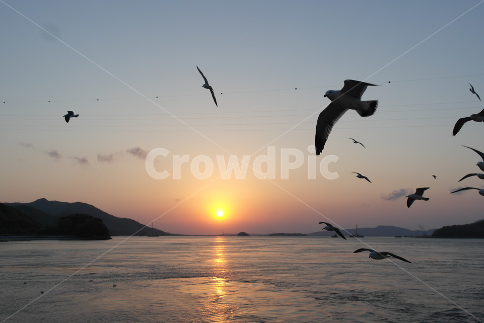 노을,sunset,갈매기,바다,수평선,sea,seagull