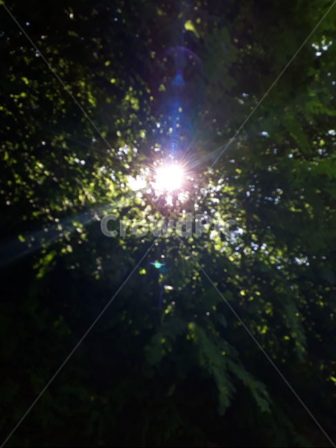 초록,햇빛,나무,나뭇잎,헛핓,여름,자연,풍경,nature,landscape,light,빛,flare,플레어