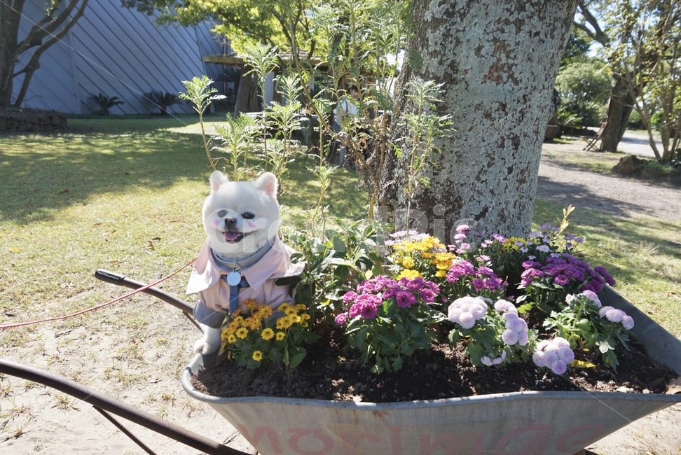 강아지,dog,개,반려견,flower,꽃,식물,분홍색,노란색,흰색,흰개,하얀개,포메라니안,볼터치,곰돌이컷