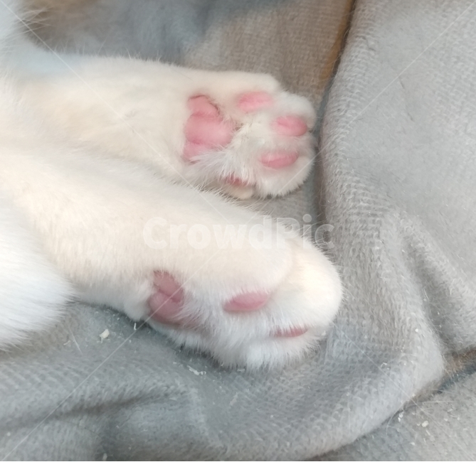 고양이,고양이발,분홍젤리,고양이분홍젤리,냥냥펀치,동물,cat,애완동물,반려묘