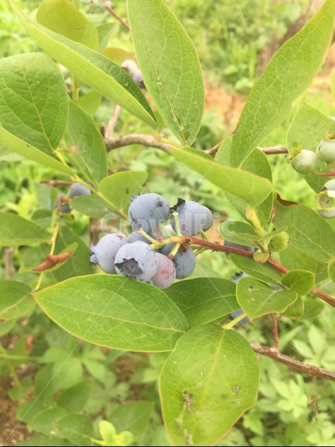 blueberry tree,Fruit,berry tree,purple fruit,Blueberries