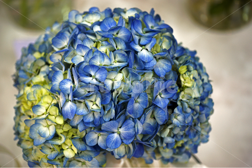 수국,자양화,꽃,화초,flower,식물,관상용,chinesesweetleaf,식물,자연,plants,nature