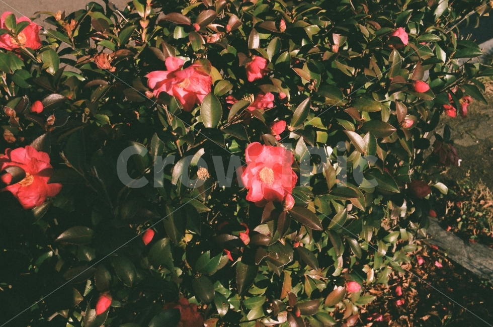 필름카메라,필름,filmcamera,film,35mm,꽃,동백꽃,식물,자연,plants,nature,꽃,flower,감성,sensible,feeling