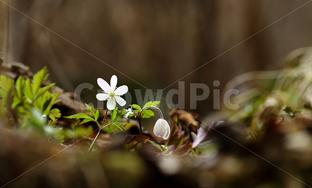 바람꽃,아름다움꽃,야생화,사진,바탕화면,식물,자연,plants,nature,꽃,flower
