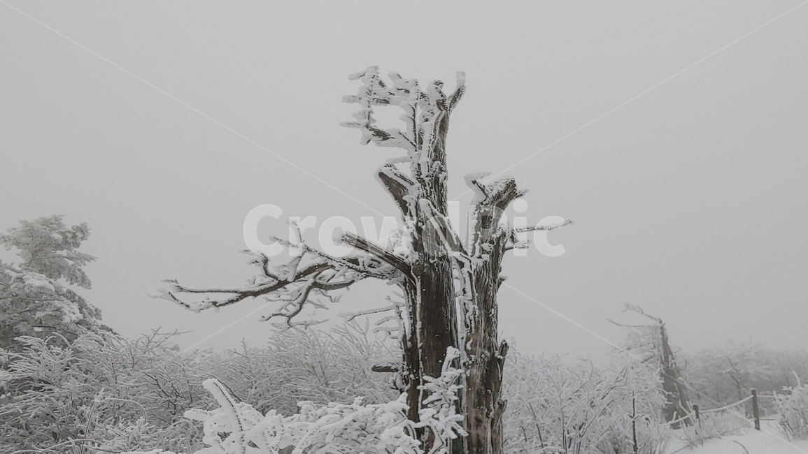 산,설경,풍경,겨울,나무,겨울,계절,winter,season,식물,자연,plants,nature,나무,trees,wood