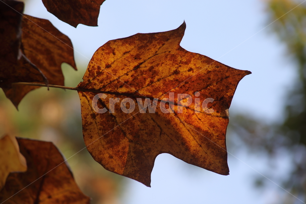 잎,단풍,plant,redleaves,가을