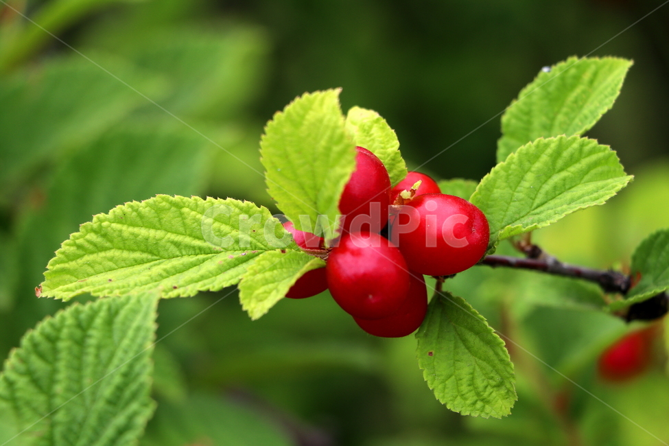 꽃,식물,앵두,열매,과일,식물,자연,plants,nature,과일,열매,fruit