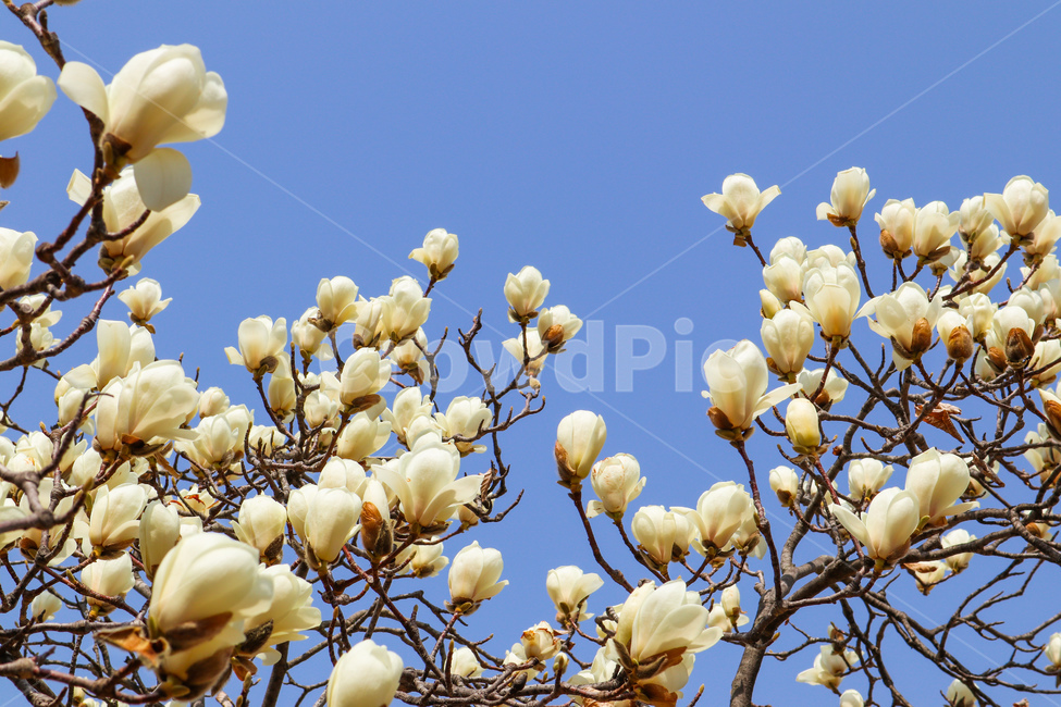 봄,spring,목련,목련꽃,magnolia,하늘,sky,skyblue,흰색,흰색꽃,white,flower