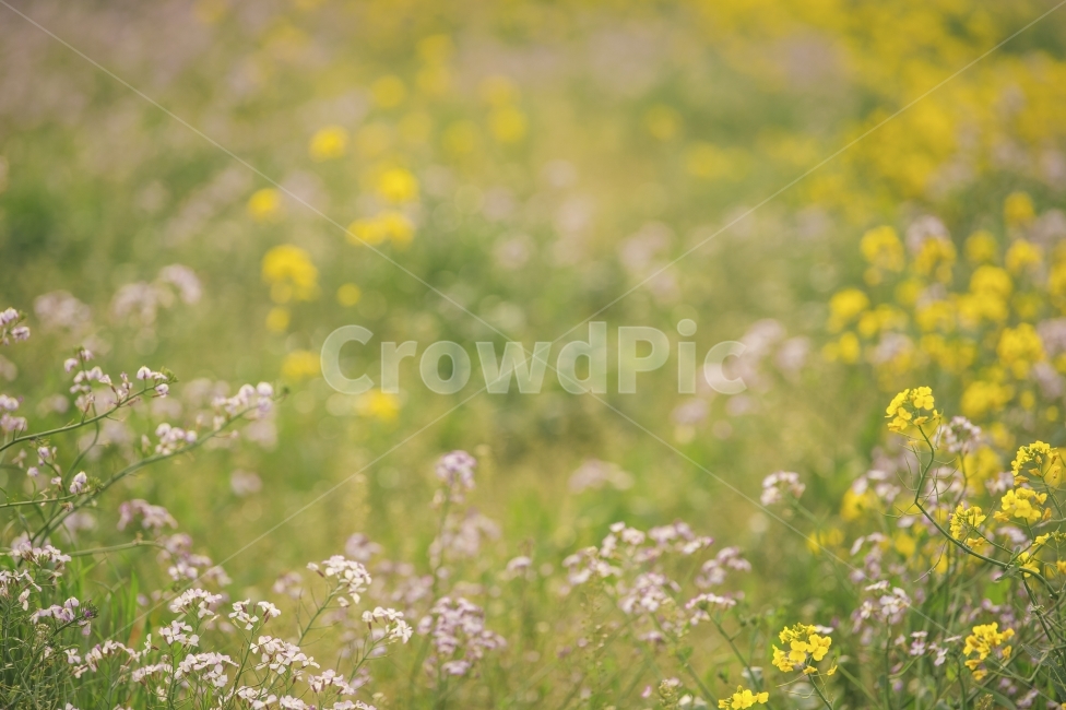 유채꽃,유채꽃사진,봄꽃,제주도꽃,제주유채꽃,봄,계절,spring,season,식물,자연,plants,nature,꽃,flower,plant