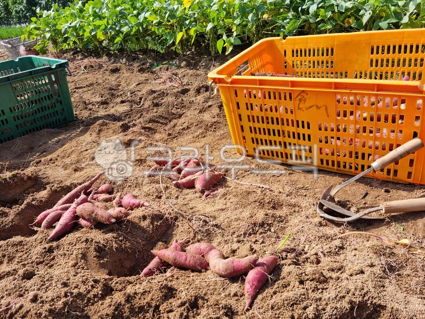 바구니,고구마,음식,뿌리,농작물,작물,가을,땅,흙밭,농기구,호미,구황작물,채소,열매,밭,흙,농사,농업,자연,식물,자주색,갈색,브라운,수확