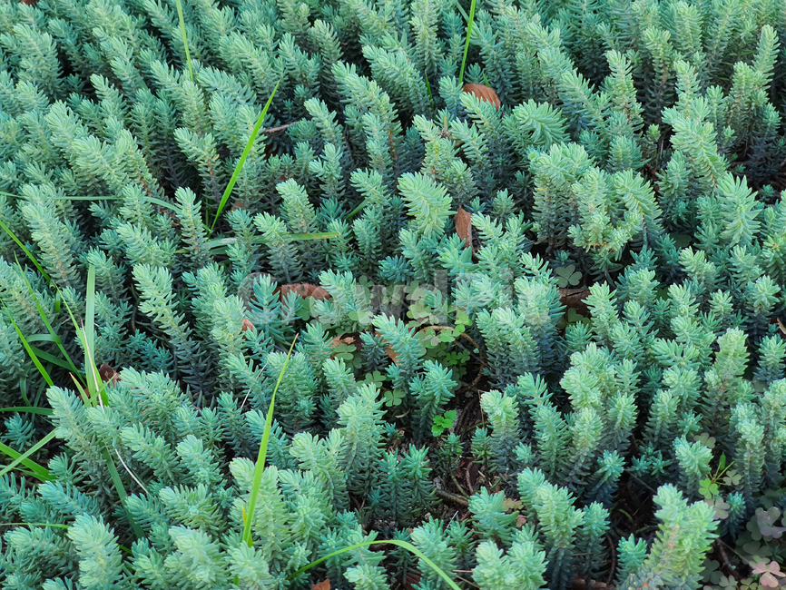 plant,식물,다육식물,선인장,공원,야외,초록,녹색,색감,식물,자연,plants,nature