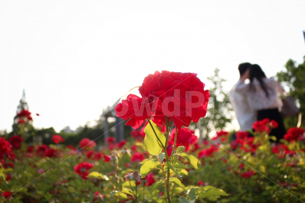 장미,여름,꽃,식물,커플,발간색,식물,자연,plants,nature,꽃,flower,사람,인물,인간,human,person,연인,커플,사랑,lover,couple