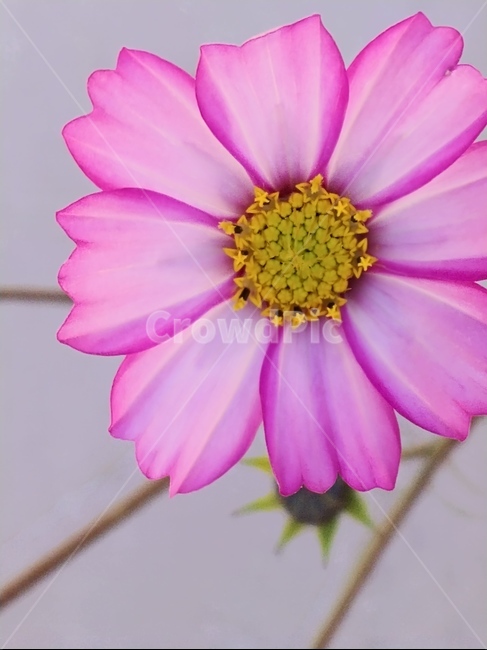 식물,plant,꽃,가을,접사,식물,자연,plants,nature,꽃,flower