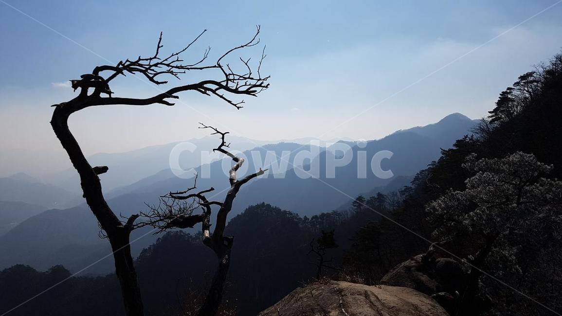 조령산,백두대간,문경,고목,능선,자연,풍경,nature,landscape,한국자연풍경,한국자연경관,korea nature landscape,outdoors,옥외,mountain,산,mountain range,산맥