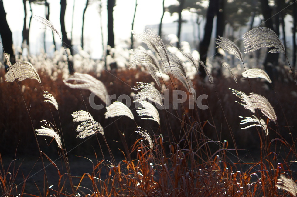 소나무,숲,억새,햇빛,풍경,겨울,grass,잔디,plant,식물,lawn,reed,갈대