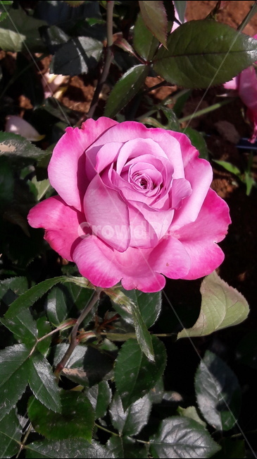 백만송이,장미원,꽃,장미,분홍,식물,자연,plants,nature,꽃,flower