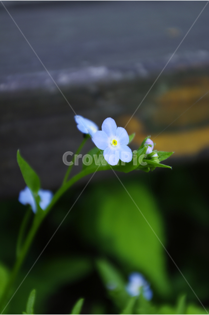 참꽃마리,꽃,꽃봉오리,flower,color,식물,식물,자연,plants,nature,꽃,flower