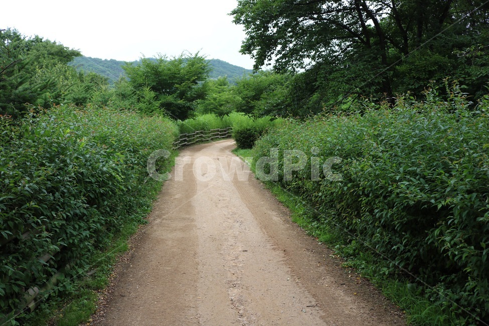 길,나무,산,하늘,자연,초록,road,michi,tree,ki,mountain,yama,sky,sora,nature,green,midori,자연,풍경,nature,landscape,gravel,자갈,도로,dirt road,흙길