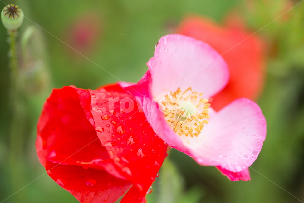 꽃,양귀비,빗방울,봄,붉은꽃,식물,자연,plants,nature,꽃,flower