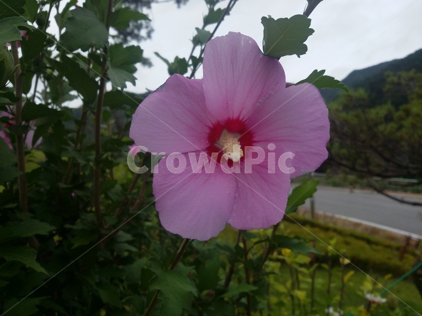 무궁화,무궁화꽃,plant,식물,꽃,flower,식물,자연,plants,nature,꽃,flower