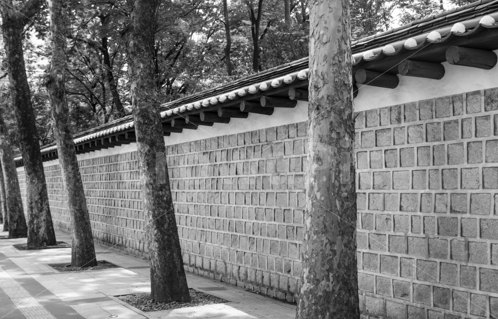 덕수궁,돌담길,서울,나무,한국적,역사,길,담,흑백,여름,건축물,건물외관,exterior,building,structure,architecture,construction,한국전통,한국문화,korean traditional,korean culture,흑백,모노톤,monochrome,black and white
