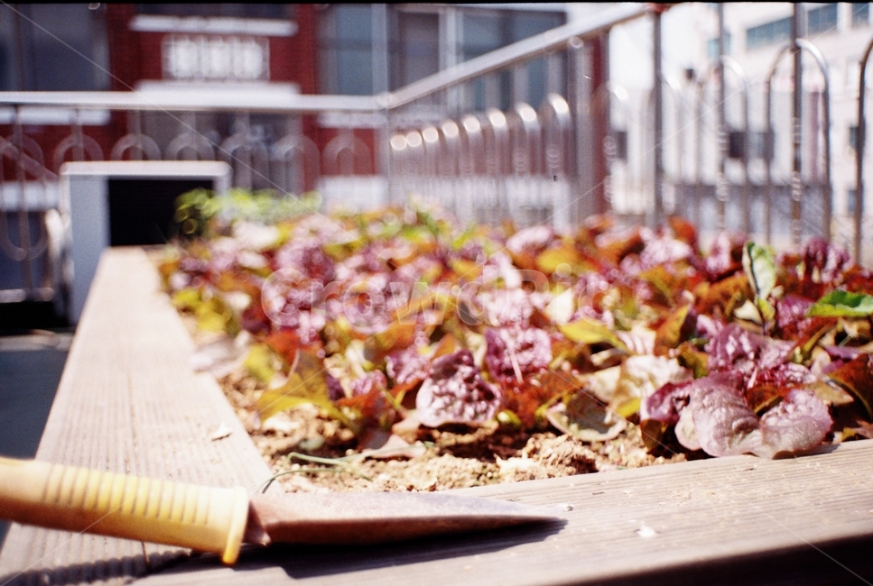 상추,모종삽,식물,생명,필름,식물,자연,plants,nature