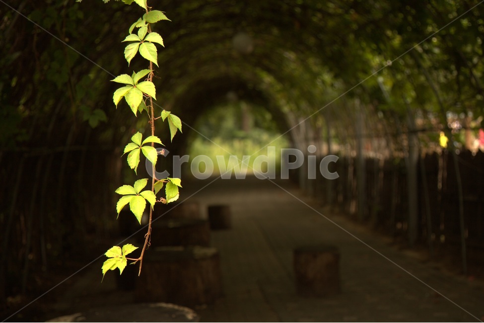 나무,줄기,자연,감성,쉼터,휴식,식물,자연,plants,nature