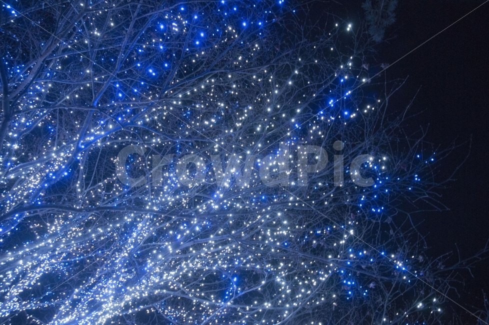 영혼,빛,아바타,전구,나무,수목원,밤,별빛,별,신비,겨울,계절,winter,season,야경,밤,풍경,nightscape,night,landscape