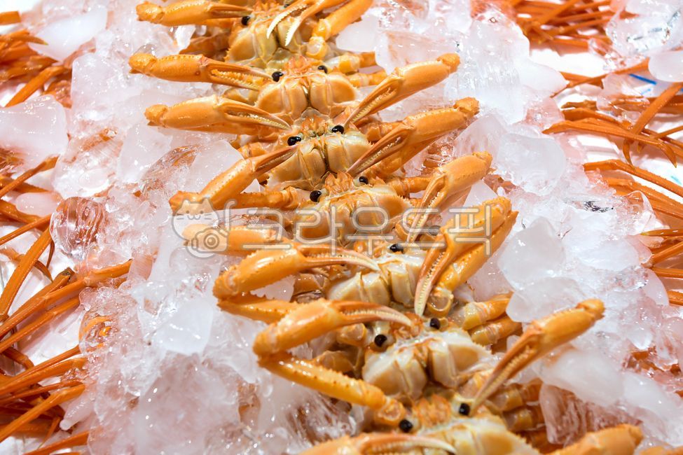 대게,게,홍게,크랩,박달대게,킹크랩,맛살,키토산,수산시장,어시장,죽도시장,강구항,포항,신선한,판매,시장,상인,판매대,물고기,생선,어업,날것,날,요리,바다,영양,어민
