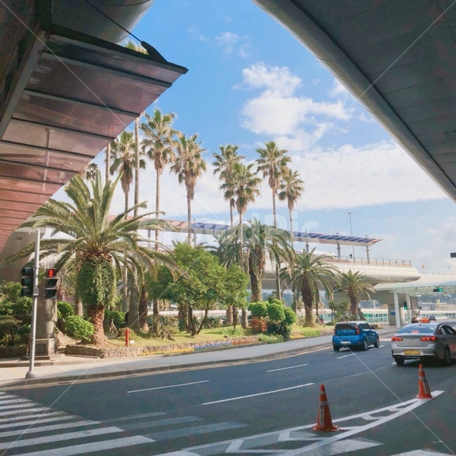 제주도,나무,봄,신호등,색감,따듯함,하늘,sky,travel,여행