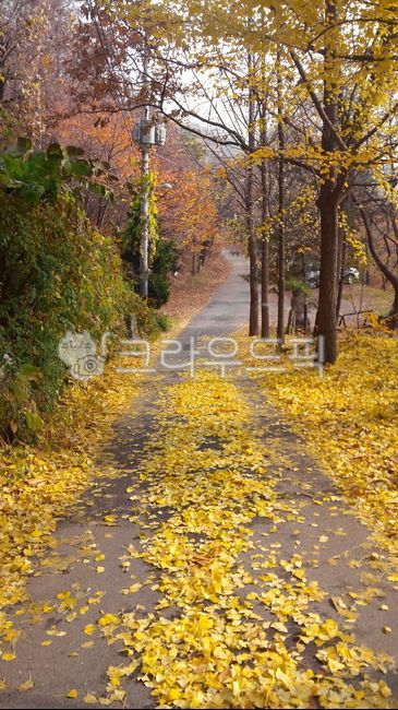 나무,가을,autumn,길,path,leaf,잎,단풍