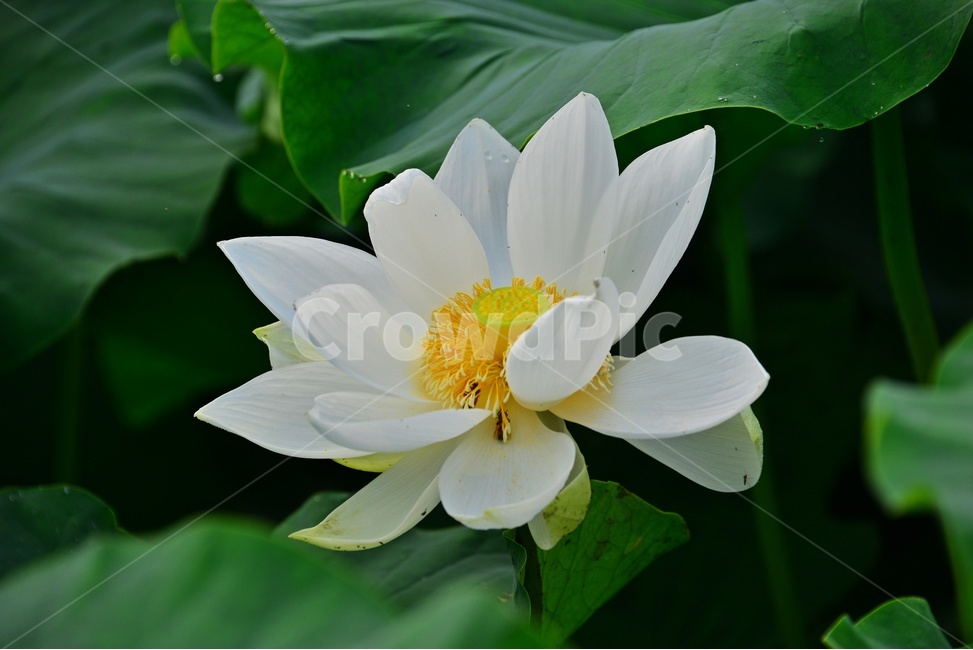 plant,식물,blossom,flower,꽃,수련,연꽃,백련,식물,자연,plants,nature,꽃,flower
