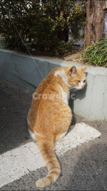 고양이,길고양이,동물,animal,cat,사진,동물,animal,포유류,mammal,고양이,cat,kitten,kitty