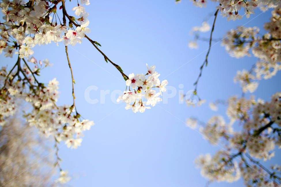 봄,벚꽃,봄날,파랑,spring,식물,봄,계절,spring,season,식물,자연,plants,nature,꽃,flower,plant,blossom,cherry blossom