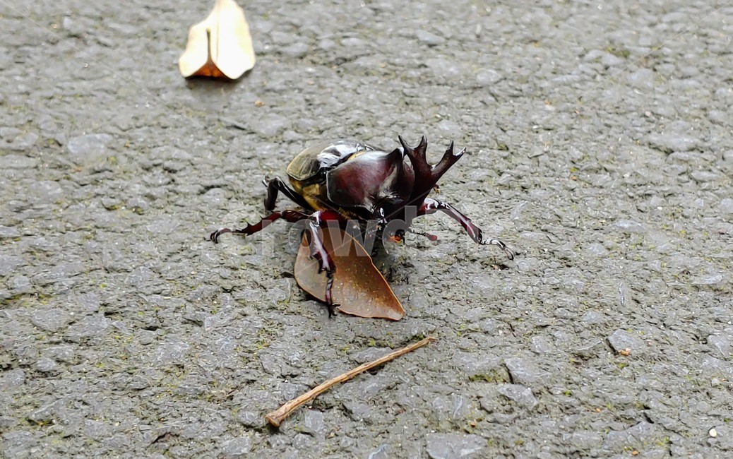 장수풍뎅이,장수풍뎅이수컷,큰뿔장수풍뎅이,trypoxylusdichotomus,koreanrhinocerosbeetle,코뿔소벌레,투구벌레