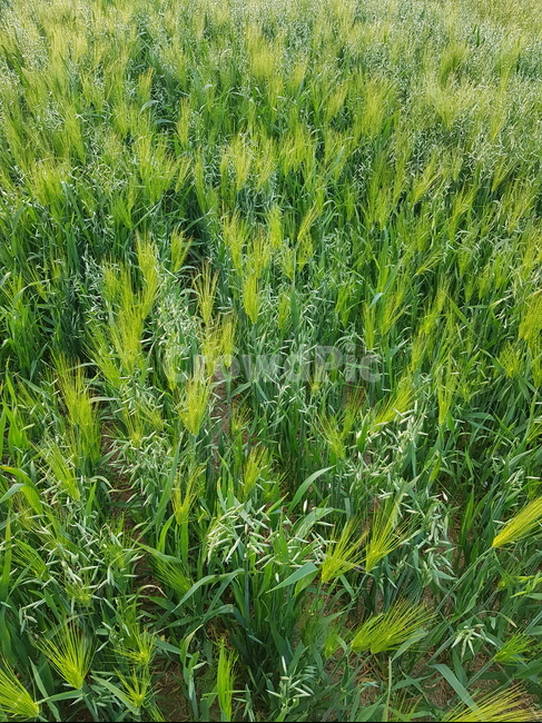 보리밭,식물,잔디,grass,푸른,식물,자연,plants,nature