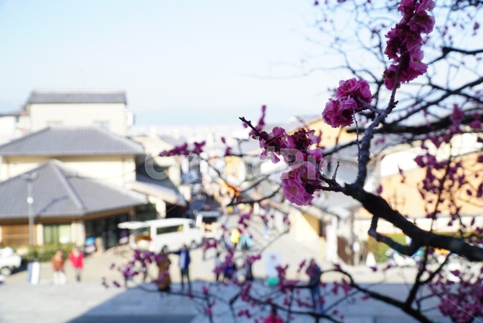 일본,교토,벚꽃,분홍꽃,봄