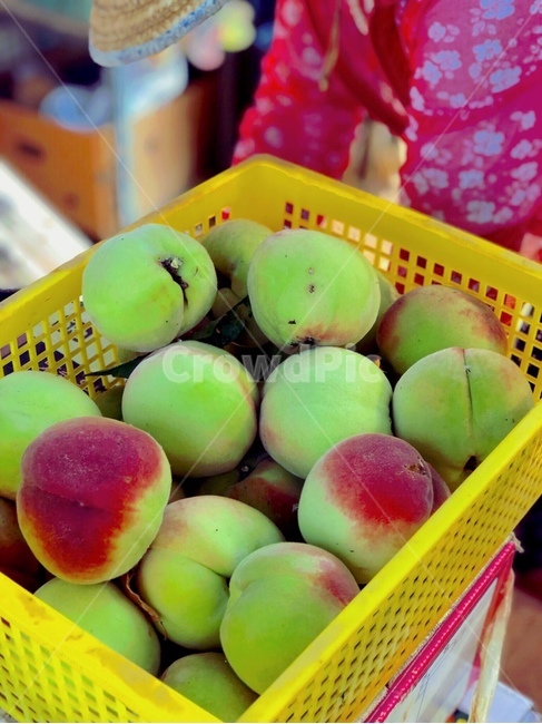 복숭아,시골,과일,fruit,풋과일