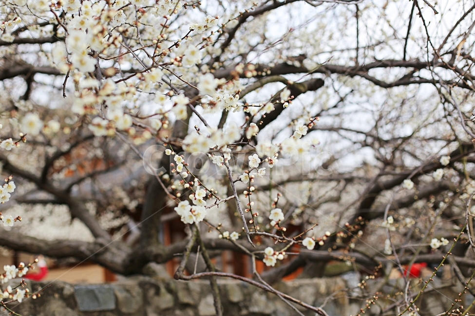 매화,매화꽃,하동,봄,매화축제,봄,계절,spring,season,식물,자연,plants,nature,꽃,flower,plant,blossom