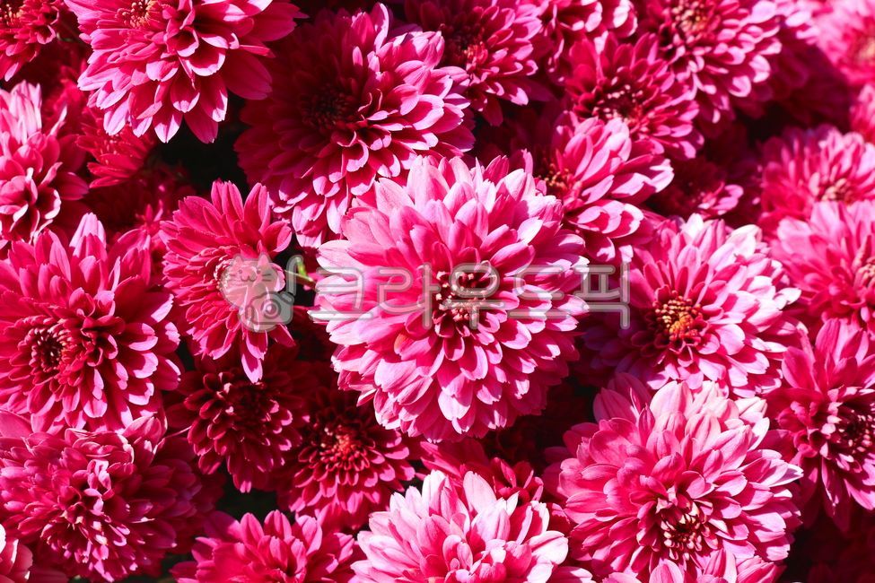 chrysanthemum flower,small country,nature,pink chrysanthemum,Deep pink chrysanthemum,flower garden,pink flower,leaf,ornamental,flower,wildflowers,petal,deep pink flower,Chrysanthemum,plant,wild flowers,small chrysanthemum