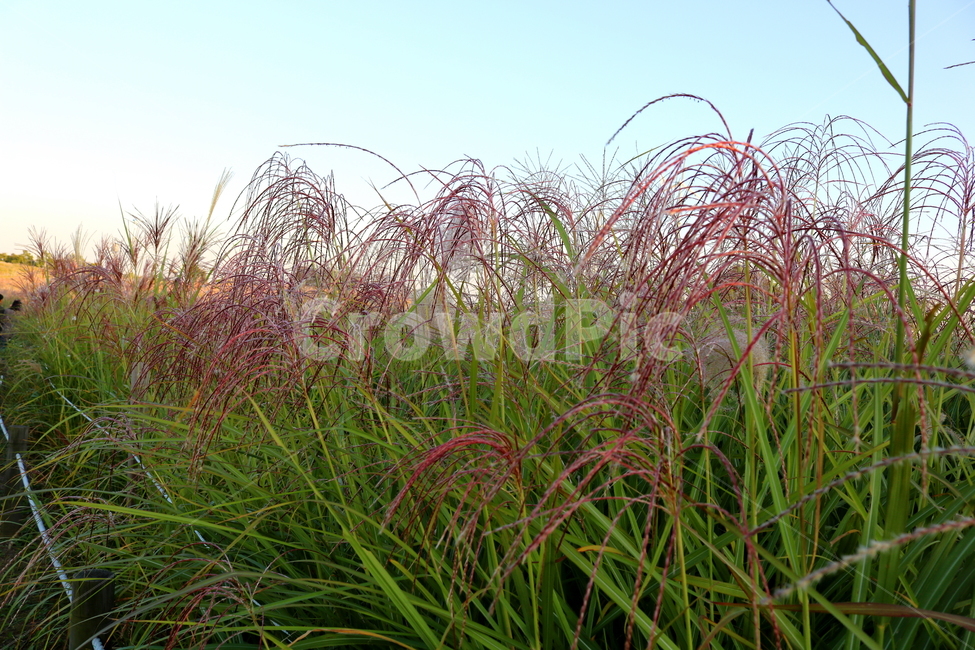 억새,억새풀,식물,자연,가을,벼과,가을,계절,fall,autumn,season,grass,잔디,plant,lawn