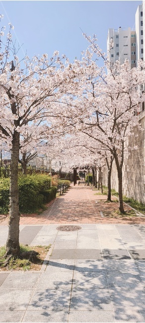 plant,식물,벚나무,벚꽃,blossom,벚꽃길,꽃길,꽃,flower