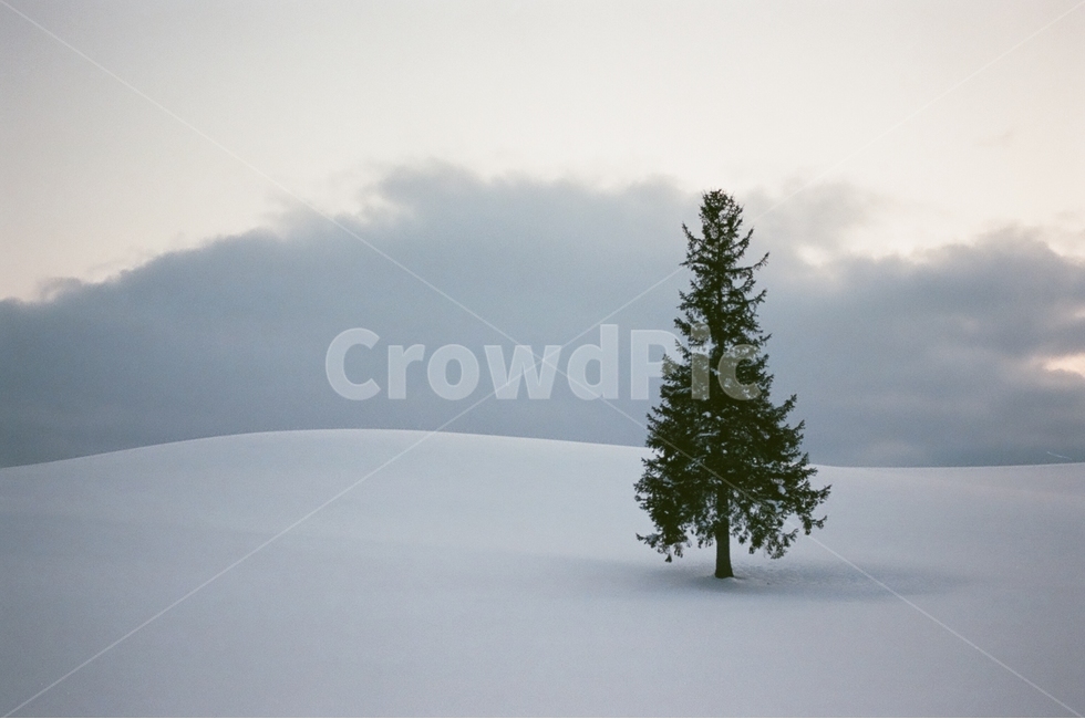 홋카이도,비에이,일본,크리스마스나무,왕따나무,필름사진,겨울,계절,winter,season,자연,풍경,nature,landscape,해외,외국,세계,foreign,oversea,world,세계자연풍경,해외자연풍경,외국자연풍경,world nature landscape,식물,plants,나무,trees,wood,감성,sensible,feeling,tree,plant,abies,아비,fir,전나무,ornament,장식,christmas tree,크리스마스 트리